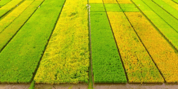 Revolutionizing Rice: High-Protein Varieties for Better Health and Nutrition