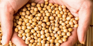 Russian Legume Production Set to Increase in 2024 Despite Challenging Weather Conditions