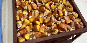 Record Corn Harvest in Moscow Region: A Milestone for Local Agriculture