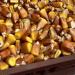 Record Corn Harvest in Moscow Region: A Milestone for Local Agriculture