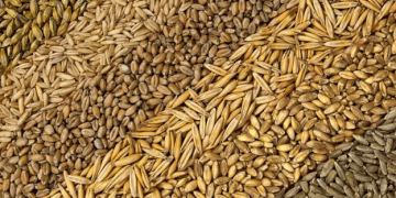 Kazakhstan Nears Record Grain Harvest of 23 Million Tons: A Breakthrough for the Nation’s Agriculture
