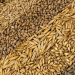Kazakhstan Nears Record Grain Harvest of 23 Million Tons: A Breakthrough for the Nation’s Agriculture
