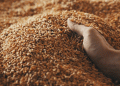 Morocco’s Grain Catastrophe: Navigating Drought, Import Surges, and Agricultural Resilience