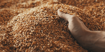 Morocco’s Grain Catastrophe: Navigating Drought, Import Surges, and Agricultural Resilience