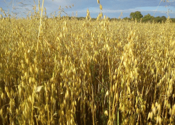 Innovative Super Grains: Enhancing Siberian Agriculture with Climate-Resilient Varieties