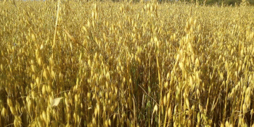 Innovative Super Grains: Enhancing Siberian Agriculture with Climate-Resilient Varieties