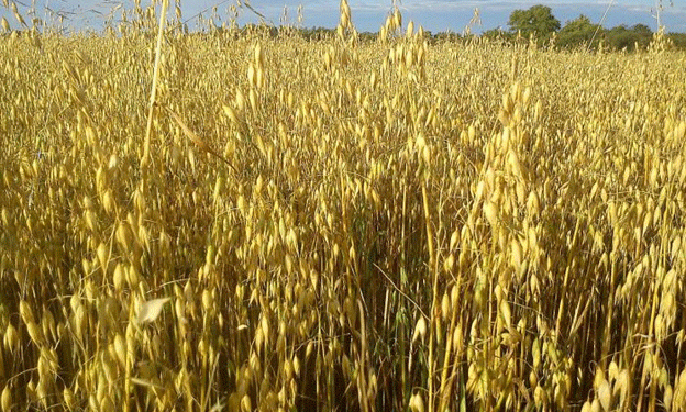 Innovative Super Grains: Enhancing Siberian Agriculture with Climate-Resilient Varieties