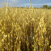 Innovative Super Grains: Enhancing Siberian Agriculture with Climate-Resilient Varieties