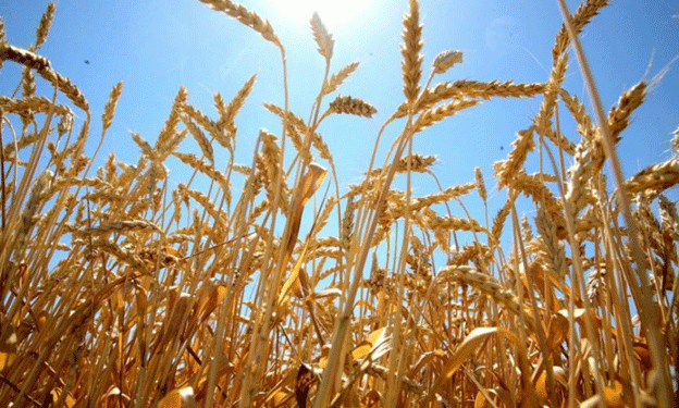China Aims for Record-Breaking 700 Million Tons Grain Harvest in 2024