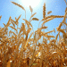 China Aims for Record-Breaking 700 Million Tons Grain Harvest in 2024