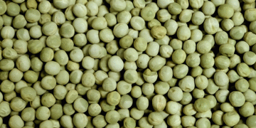 Unlocking the Future of Pea Farming: Get PB-89 Seeds for Just ₹160!