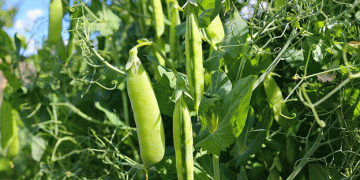 Essential Pre-Sowing Practices to Safeguard Your Pea Crop from Diseases