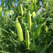 Essential Pre-Sowing Practices to Safeguard Your Pea Crop from Diseases