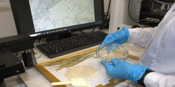 World Rice Day: Exploring Varieties, Cultivation in Kuban, and Research at the Grain Quality Assessment Center