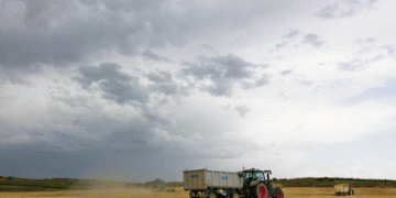 Tambov Region Harvests 3.7 Million Tons of Grain: Soybeans Show Remarkable Growth Despite Challenges