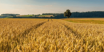 Wheat Quality in 2024 Surpasses Last Year: A Positive Outlook for Farmers and Exporters