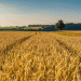 Wheat Quality in 2024 Surpasses Last Year: A Positive Outlook for Farmers and Exporters