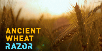 How Century-Old Wheat Grains Could Save the Bread of the Future