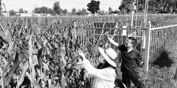 Harnessing Meteorological Insights: Elevating Corn Seed Production in Gansu Province