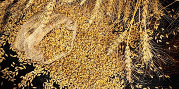 Delayed Harvest and Sowing in France: The Impact of Unprecedented Autumn Rains on Cereal Production