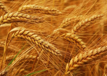 EU Wheat Prices Stabilize Amid Russian Export Tensions and Global Weather Shifts