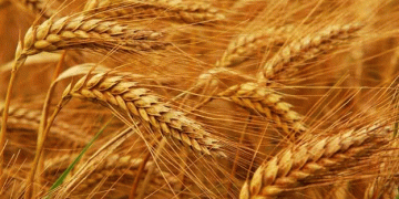 EU Wheat Prices Stabilize Amid Russian Export Tensions and Global Weather Shifts