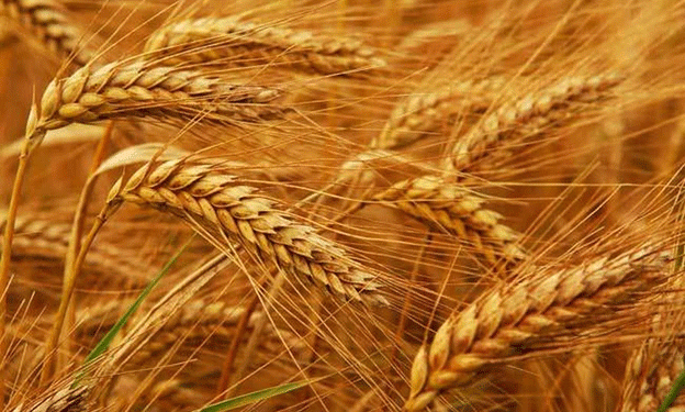 EU Wheat Prices Stabilize Amid Russian Export Tensions and Global Weather Shifts