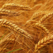 EU Wheat Prices Stabilize Amid Russian Export Tensions and Global Weather Shifts