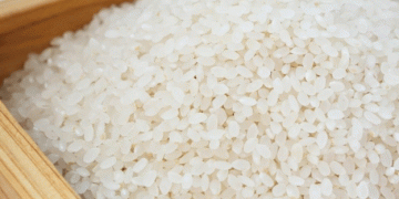 Rice Harvest Begins in Krasnodar Region with Promising Yields