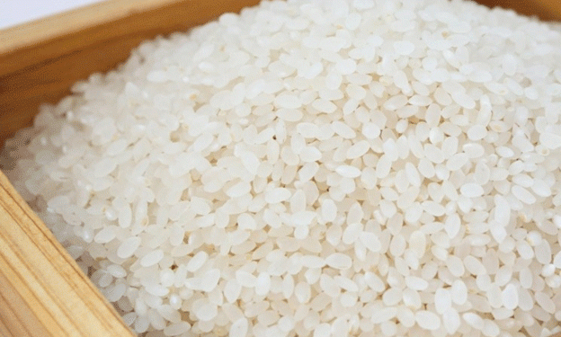 Rice Harvest Begins in Krasnodar Region with Promising Yields