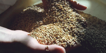 Extreme Weather in Zabaykalsky Krai: 40,000 Hectares of Grain Lost Due to Unfavorable Conditions