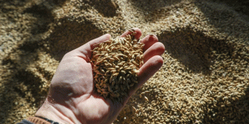 Unearthing History: Russia’s Largest Ancient Grain Storage Found in the Moscow Region