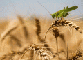 Surprising Wheat Harvest in Crimea: A Boost for Local Food Production