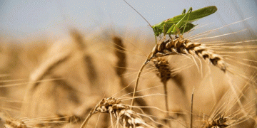 Surprising Wheat Harvest in Crimea: A Boost for Local Food Production