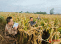 Mechanized Corn Hybrid Seed Production Boosts Efficiency and Yields in Linze
