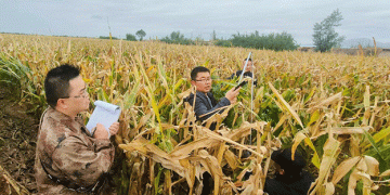 Mechanized Corn Hybrid Seed Production Boosts Efficiency and Yields in Linze