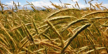 Rye’s Resurgence: The Promising Future of a Forgotten Grain in Argentina