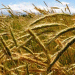 Rye’s Resurgence: The Promising Future of a Forgotten Grain in Argentina