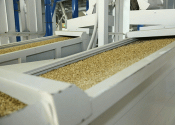 Dagestan Expands Rice Processing Capabilities: Two New Factories to be Built by 2025
