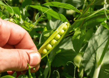 Exploring Barley and Peas: A Sustainable Alternative to Silage Corn for Dairy Farmers
