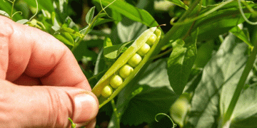 Exploring Barley and Peas: A Sustainable Alternative to Silage Corn for Dairy Farmers