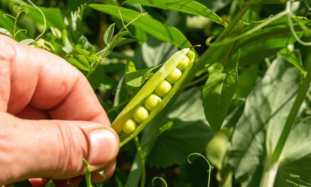 Exploring Barley and Peas: A Sustainable Alternative to Silage Corn for Dairy Farmers