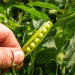 Exploring Barley and Peas: A Sustainable Alternative to Silage Corn for Dairy Farmers