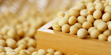 2024 Soybean Production in South Korea: A Slight Increase in Yield Amid Growing Challenges