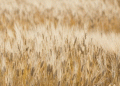 Unlocking Wheat’s Genetic Armor: New Research Aims to Strengthen Resistance to Devastating Fungal Diseases