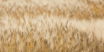 Unlocking Wheat’s Genetic Armor: New Research Aims to Strengthen Resistance to Devastating Fungal Diseases