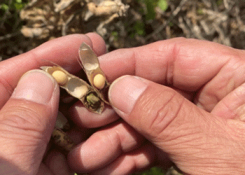 Battling Climate Challenges: How Heavy Rains Devastated Jeju’s Soybean Farmers
