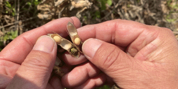 Battling Climate Challenges: How Heavy Rains Devastated Jeju’s Soybean Farmers