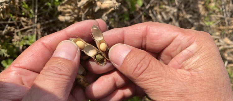 Battling Climate Challenges: How Heavy Rains Devastated Jeju’s Soybean Farmers
