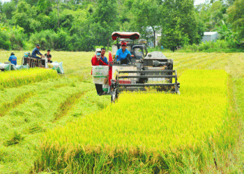 Towards Sustainable and Low-Emission Rice: Vietnam’s Green Rice Initiative